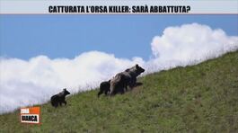 Catturata l'orsa killer: sarà abbattuta? thumbnail