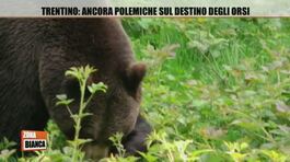 Trentino: ancora polemiche sul destino degli orsi thumbnail
