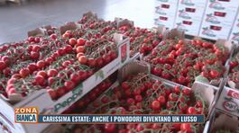 Carissima estate: anche i pomodori diventano un lusso thumbnail