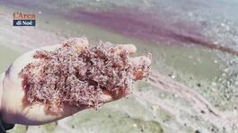 Pillole blu: lo spiaggiamento del crill mediterraneo thumbnail