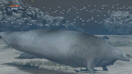 L'antenato delle balene thumbnail