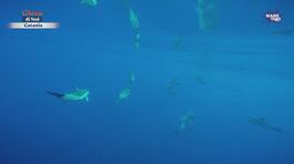 Cetacei iconici thumbnail