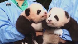 Piccoli panda thumbnail