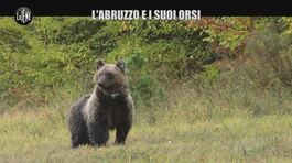 CIZCO: L'Abruzzo, il Parco e i suoi orsi bruni marsicani thumbnail