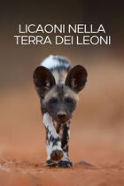 Licaoni nella terra dei leoni Licaoni nella terra dei leoni