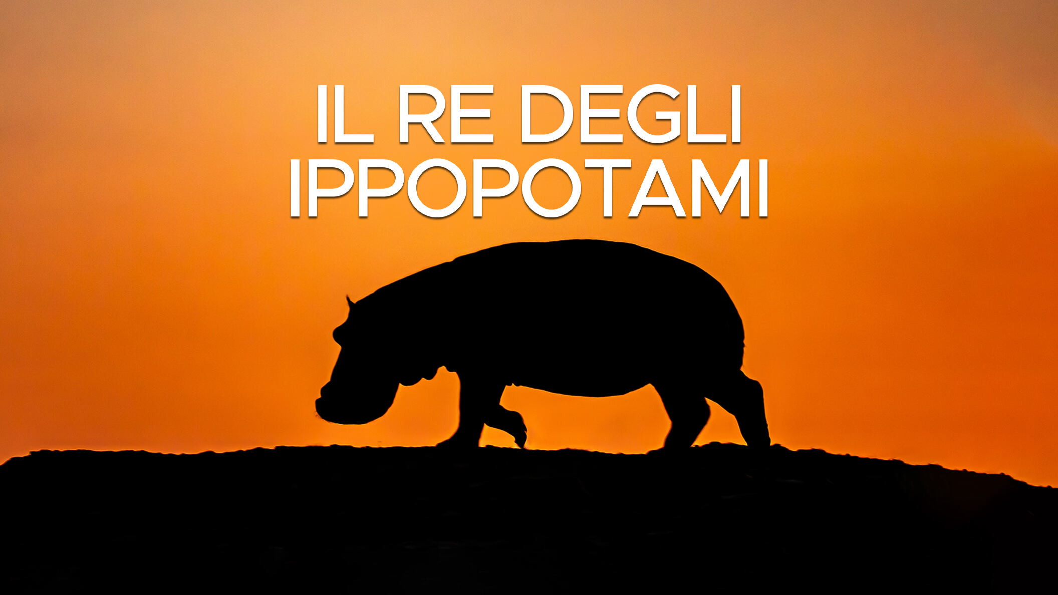 Il re degli ippopotami