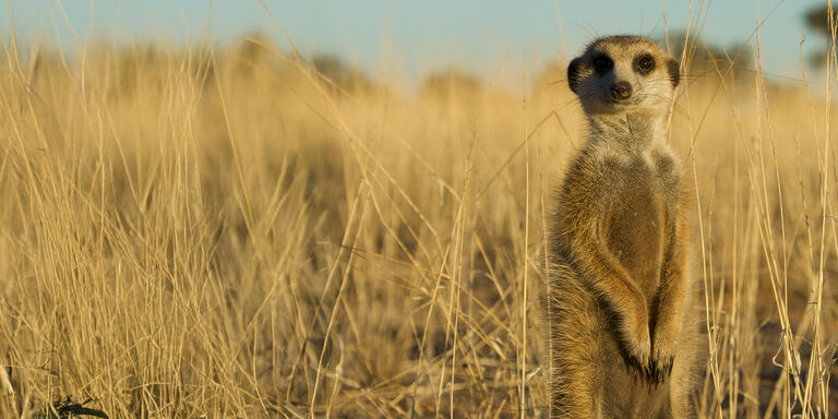 Focus Superconnessi - le reti sociali degli animali