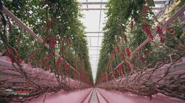 Azienda agricola Fratelli Lapietra: una coltivazione di pomodori sostenibile thumbnail