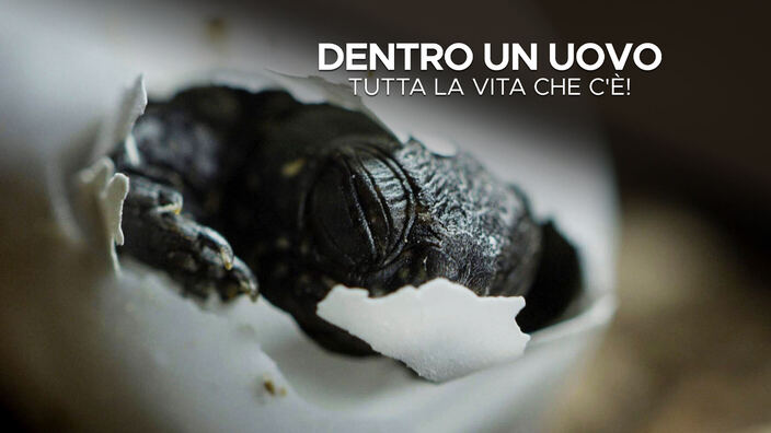 Dentro un uovo - Tutta la vita che c'è!