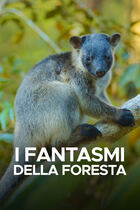 I fantasmi della foresta