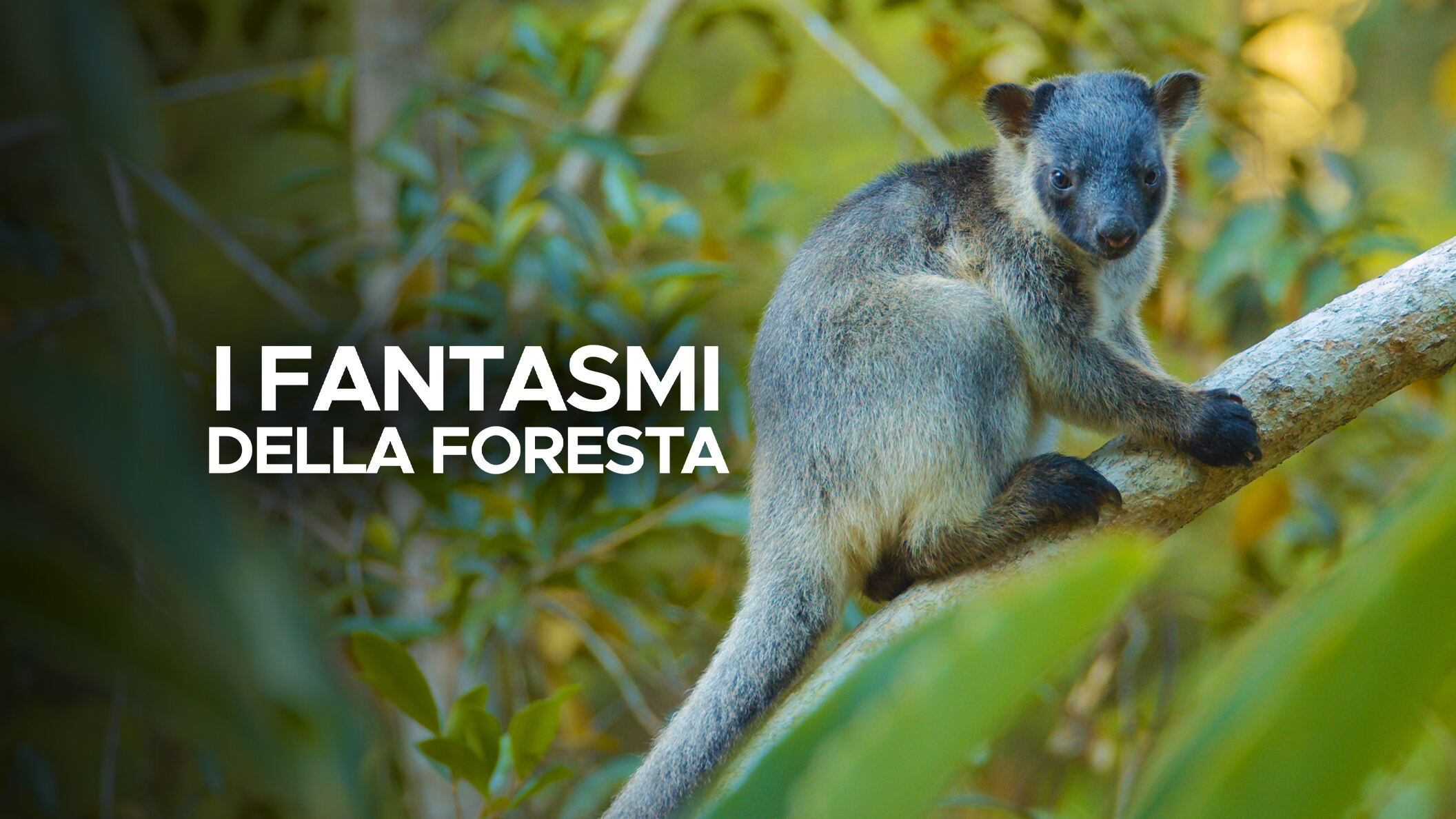 I fantasmi della foresta