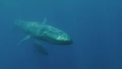 Ep. 2 - I segreti della balena del terrore