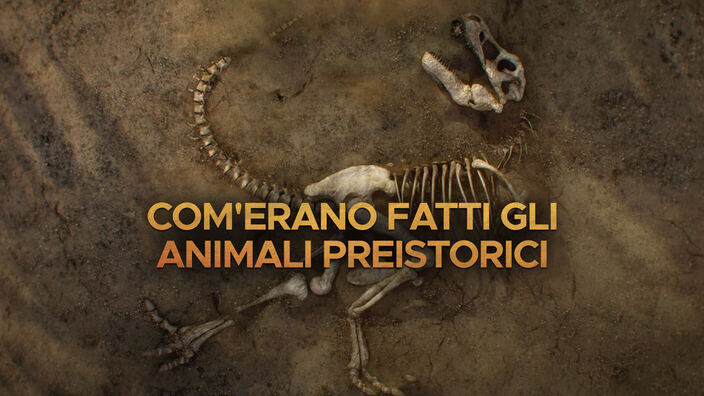 Com'erano fatti gli animali preistorici