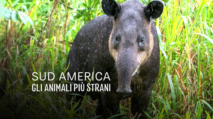 Sud America - Gli animali più strani