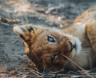 New Kids In The Wild