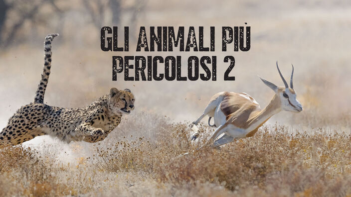 La guerra dei carnivori