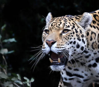 Ep. 3 - Predatori a sangue freddo