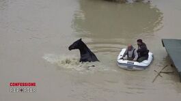 Il salvataggio degli animali dopo l'alluvione in Romagna thumbnail