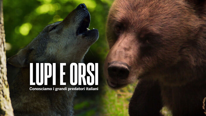 Lupi e orsi: Conosciamo i grandi predatori italiani