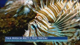 Italia invasa da insetti e pesci tropicali thumbnail