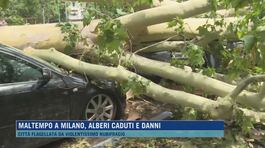 Maltempo a Milano, alberi caduti e danni thumbnail