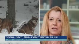 Trentino, Fugatti ordina l'abbattimento di due lupi thumbnail