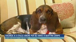 Vacanze a 5 stelle anche per gli amici a quattro zampe thumbnail