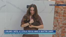 A Milano l'hotel a 5 stelle per gli amici a quattro zampe thumbnail