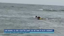 Cani bagnini, gli eroi a quattro zampe che mettono in salvo i bagnanti thumbnail
