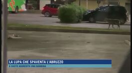 La lupa che spaventa l'Abruzzo thumbnail