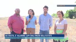 Da Vasto, è allarme lupi dall'inizio dell'estate thumbnail
