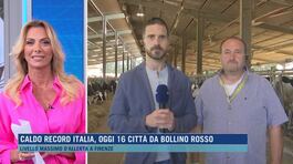 I rimedi per sconfiggere l'afa, parla un allevatore di bovini. thumbnail