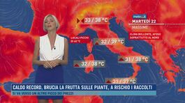Caldo record, brucia la frutta sulle piante, a rischio i raccolti thumbnail