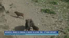 Arcidosso, branco di cinghiali si muove in alcune zone, cittadini impauriti thumbnail