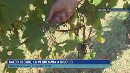 Caldo record, la vendemmia a rischio thumbnail