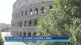 Topi al Colosseo, allarme invasione a Roma thumbnail