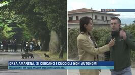 Orsa Amarena, si cercano i cuccioli non autonomi thumbnail