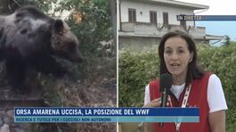 Orsa Amarena uccisa, la posizione del WWF thumbnail