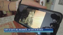 Furti di gatti nel bolognese, 30 casi in un mese thumbnail