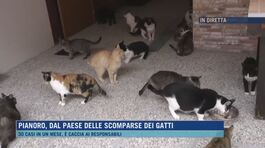 Pianoro, dal paese delle scomparse dei gatti thumbnail