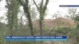 Forlì, ambientalisti contro l'abbattimento degli alberi thumbnail