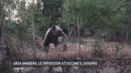 Orsa Amarena, le Opposizioni attaccano il Governo thumbnail