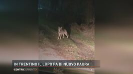 In Trentino il lupo fa di nuovo paura thumbnail