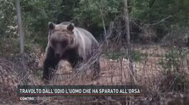 Travolto dall'odio l'uomo che ha sparato all'orsa Amarena thumbnail