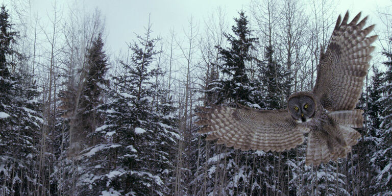 Focus Canada: Surviving the wild north