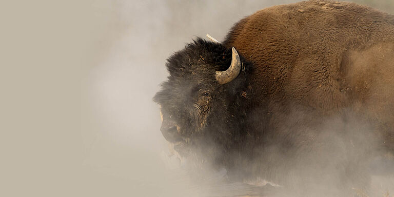 Focus Bison: An american icon