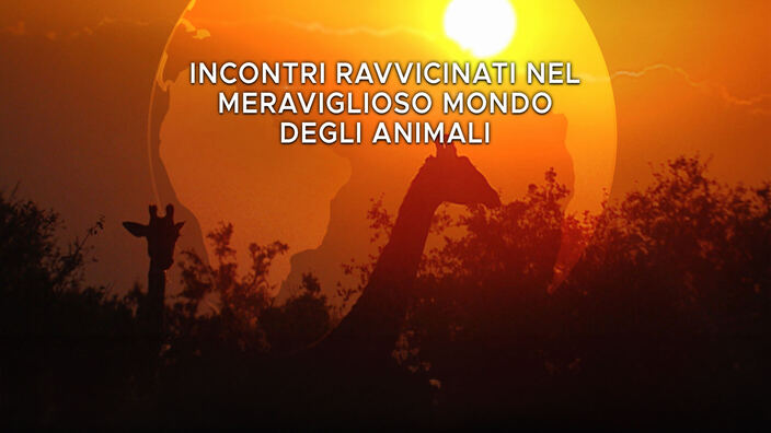Gli animali dell'oceano