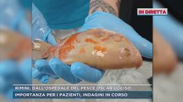 Oscar, il pesce dei bimbi dell'ospedale di Rimini thumbnail