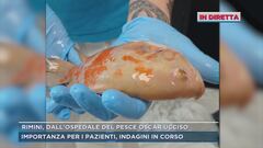 Oscar, il pesce dei bimbi dell'ospedale di Rimini