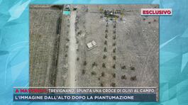 Trevignano, spunta una croce di olivi al campo thumbnail